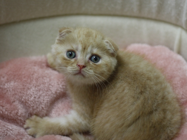 スコティッシュフォールドの子猫画像