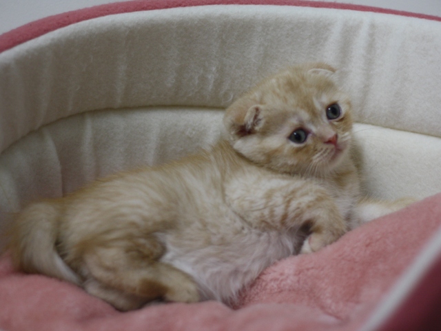 スコティッシュフォールドの子猫画像