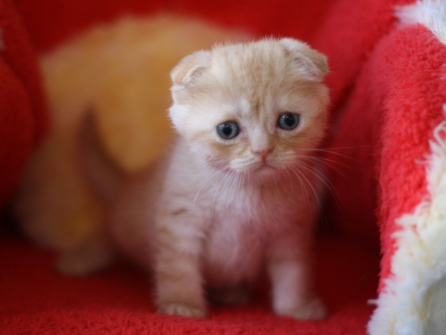 スコティッシュフォールドの子猫画像
