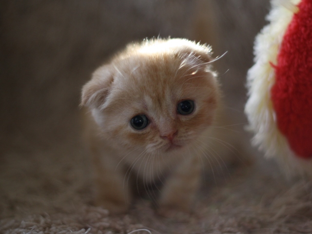 スコティッシュフォールドの子猫画像