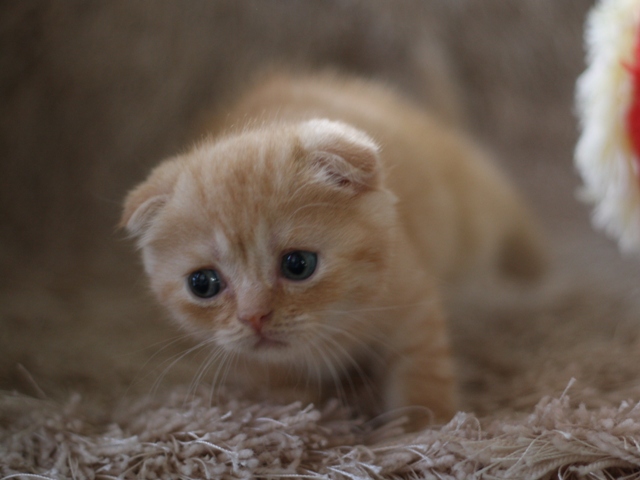スコティッシュフォールドの子猫画像