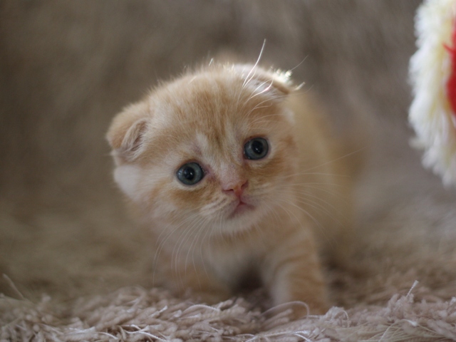 スコティッシュフォールドの子猫画像