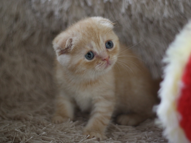 スコティッシュフォールドの子猫画像