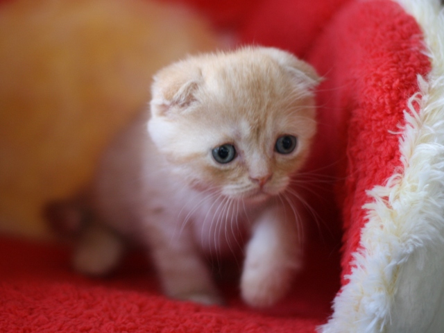 スコティッシュフォールドの子猫画像