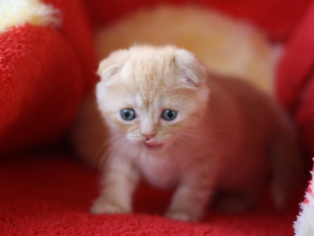 スコティッシュフォールドの子猫画像