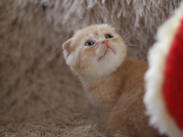 スコティッシュフォールドの子猫画像