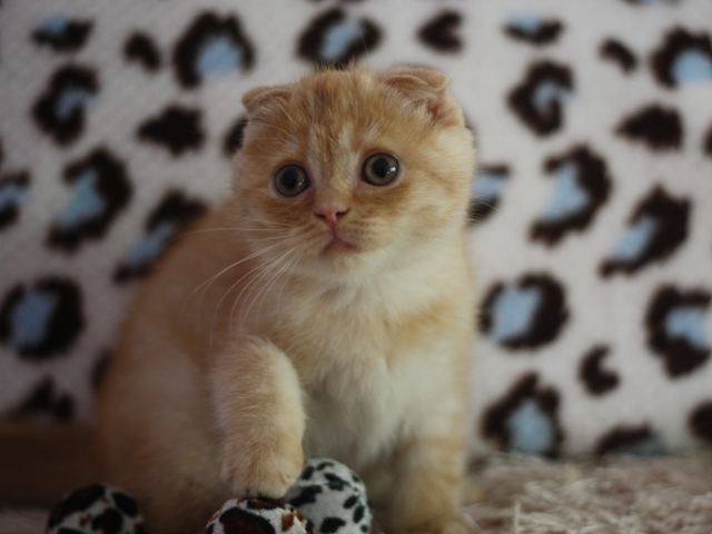 スコティッシュフォールドの子猫画像