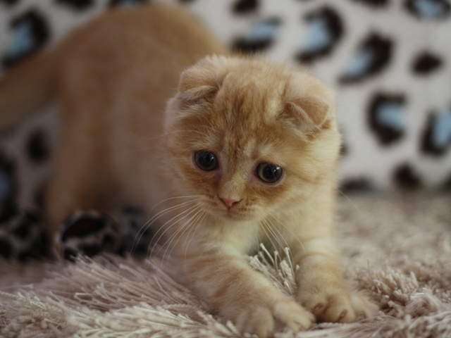 スコティッシュフォールドの子猫画像