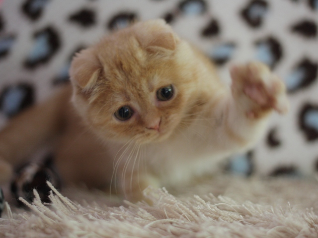 スコティッシュフォールドの子猫画像