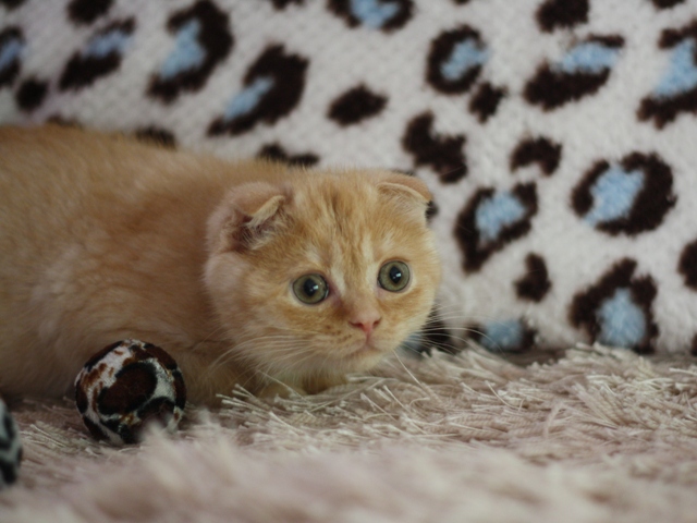 スコティッシュフォールドの子猫画像