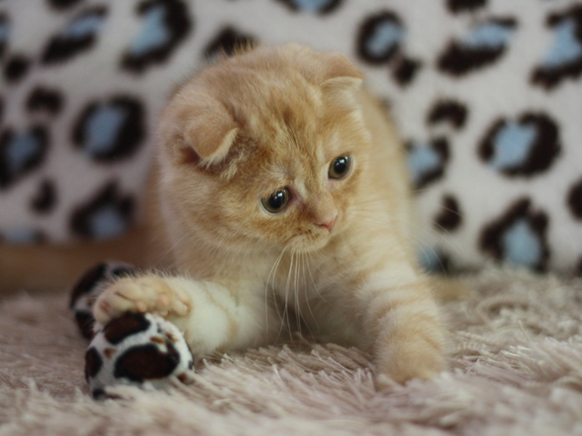 スコティッシュフォールドの子猫画像