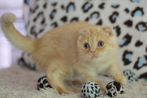 スコティッシュフォールドの子猫画像
