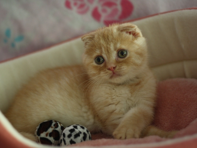 スコティッシュフォールドの子猫画像