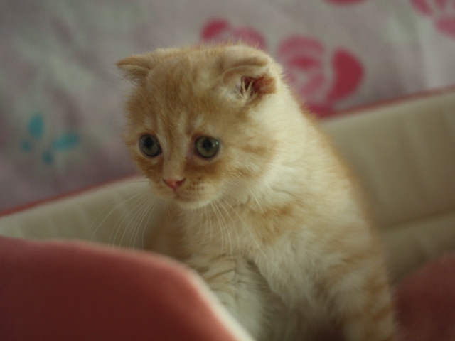 スコティッシュフォールドの子猫画像