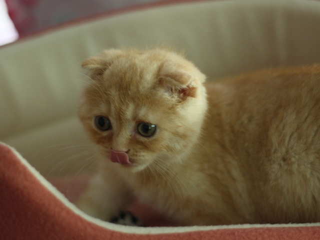 スコティッシュフォールドの子猫画像