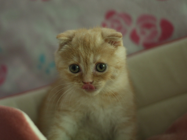 スコティッシュフォールドの子猫画像
