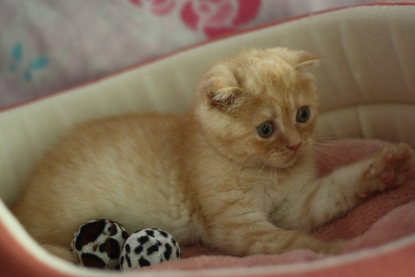 スコティッシュフォールドの子猫画像
