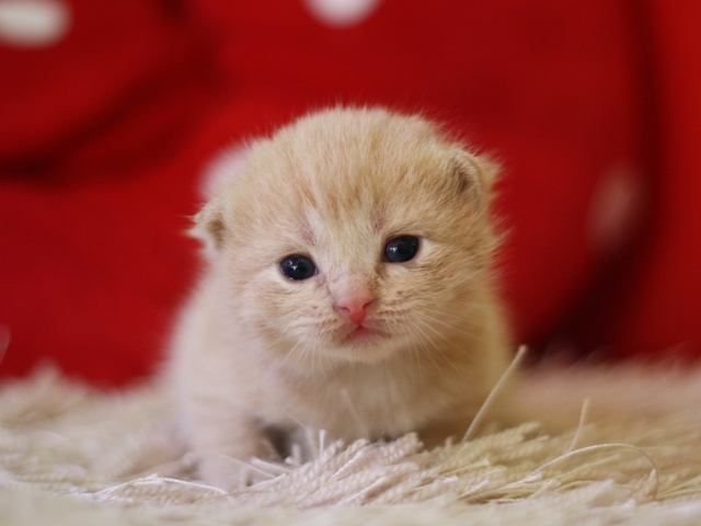 スコティッシュフォールドの子猫画像