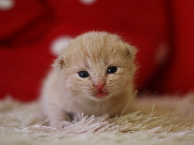 スコティッシュフォールドの子猫画像