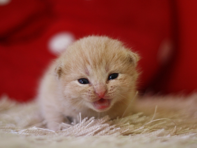 スコティッシュフォールドの子猫画像