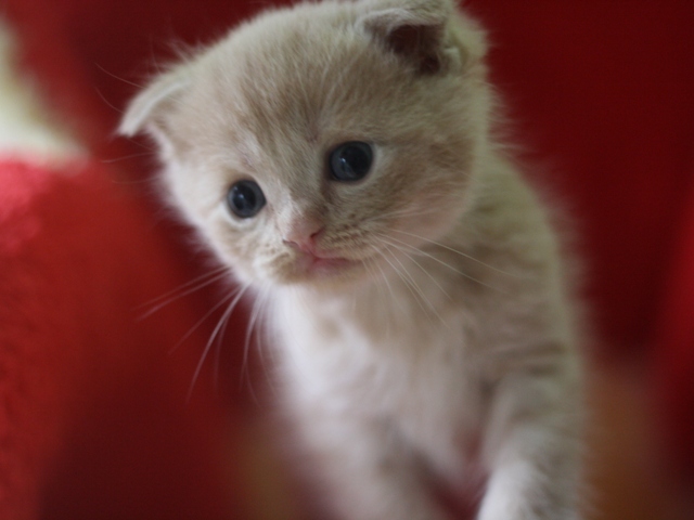 スコティッシュフォールドの子猫画像