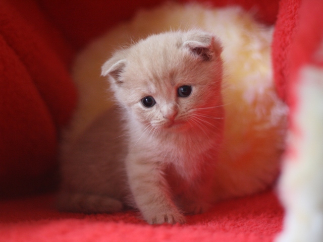 スコティッシュフォールドの子猫画像