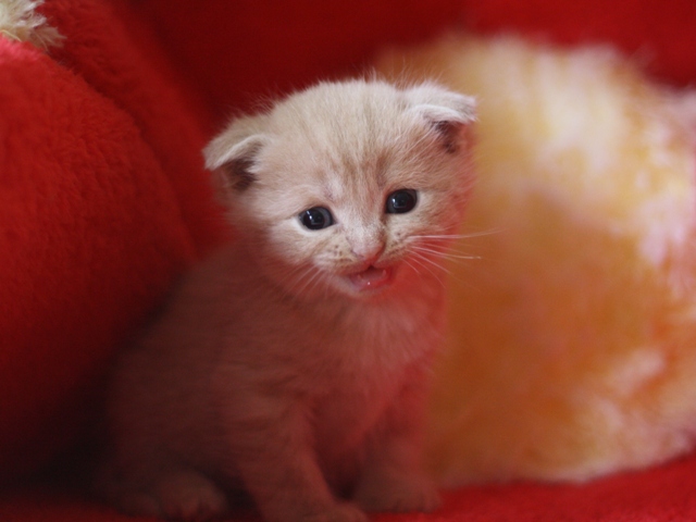 スコティッシュフォールドの子猫画像
