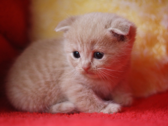 スコティッシュフォールドの子猫画像