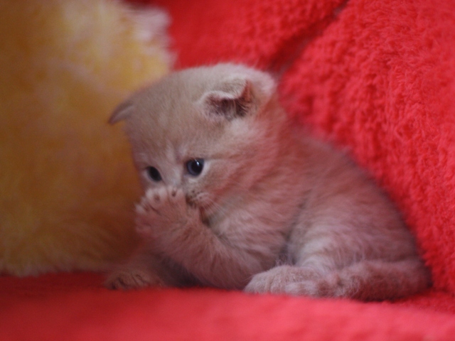 スコティッシュフォールドの子猫画像