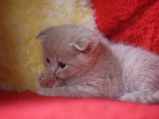 スコティッシュフォールドの子猫画像