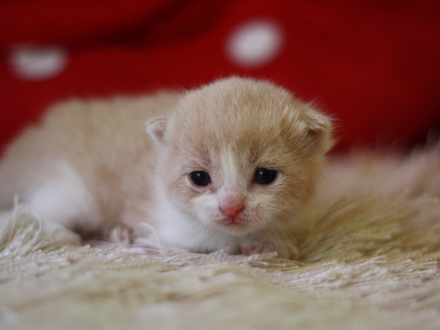 スコティッシュフォールドの子猫画像