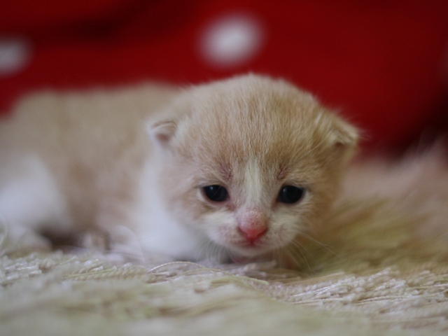 スコティッシュフォールドの子猫画像