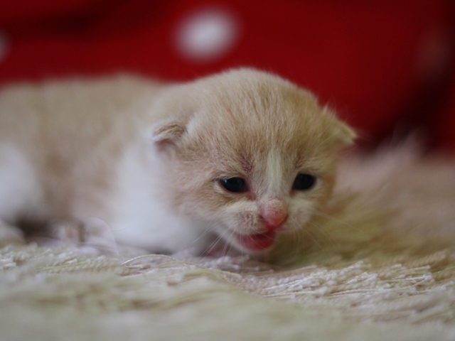 スコティッシュフォールドの子猫画像