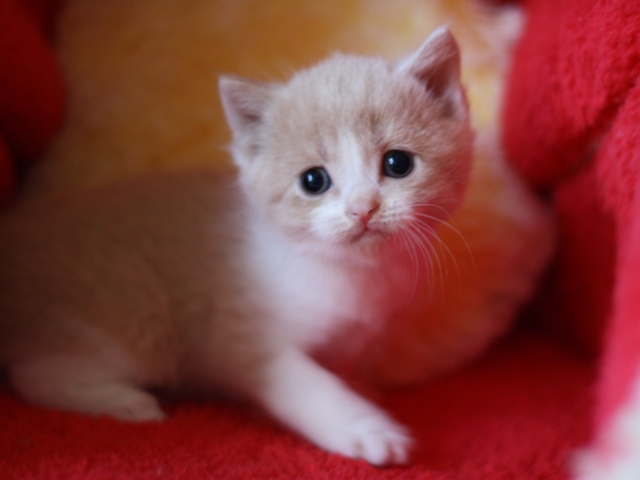 スコティッシュフォールドの子猫画像