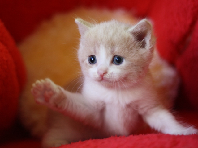 スコティッシュフォールドの子猫画像