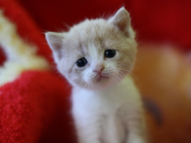 スコティッシュフォールドの子猫画像
