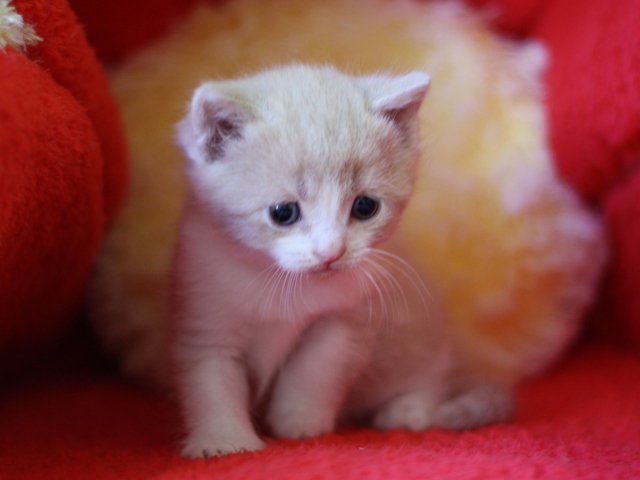 スコティッシュフォールドの子猫画像