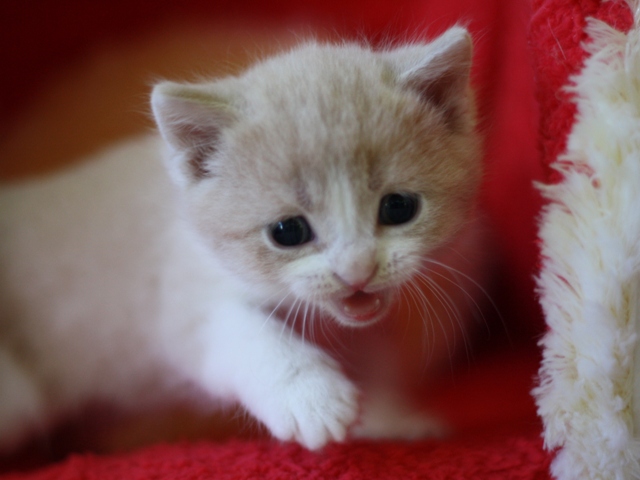 スコティッシュフォールドの子猫画像