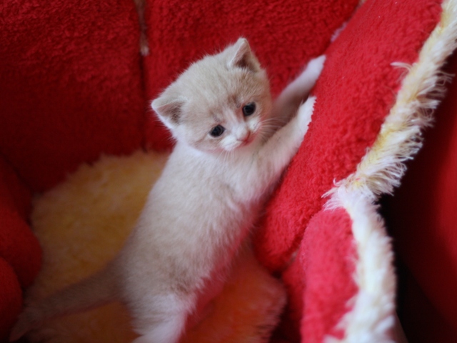 スコティッシュフォールドの子猫画像