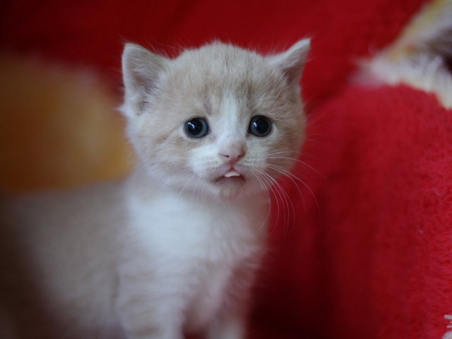 スコティッシュフォールドの子猫画像
