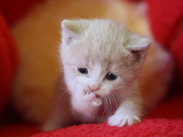 スコティッシュフォールドの子猫画像
