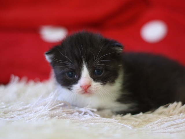 スコティッシュフォールドの子猫画像