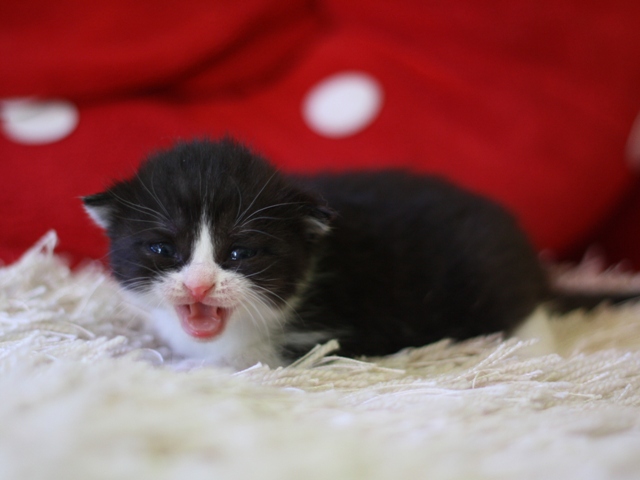 スコティッシュフォールドの子猫画像