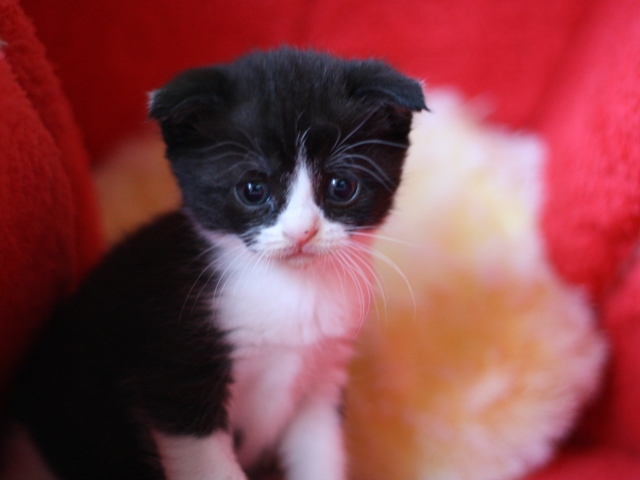 スコティッシュフォールドの子猫画像
