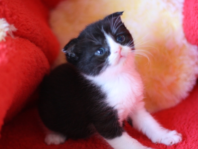 スコティッシュフォールドの子猫画像