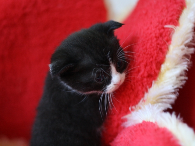 スコティッシュフォールドの子猫画像