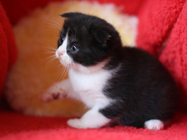 スコティッシュフォールドの子猫画像
