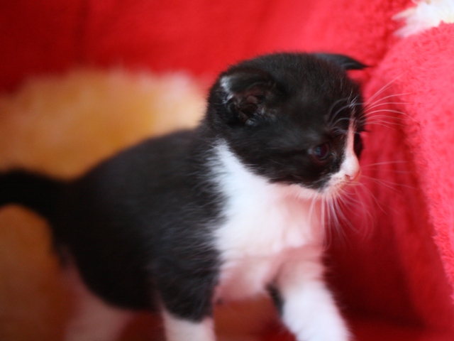 スコティッシュフォールドの子猫画像
