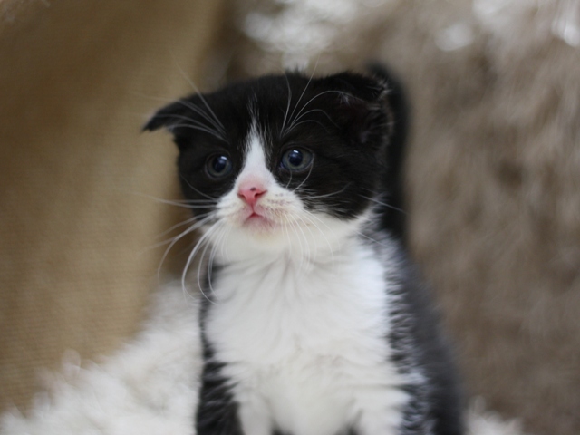 スコティッシュフォールドの子猫画像