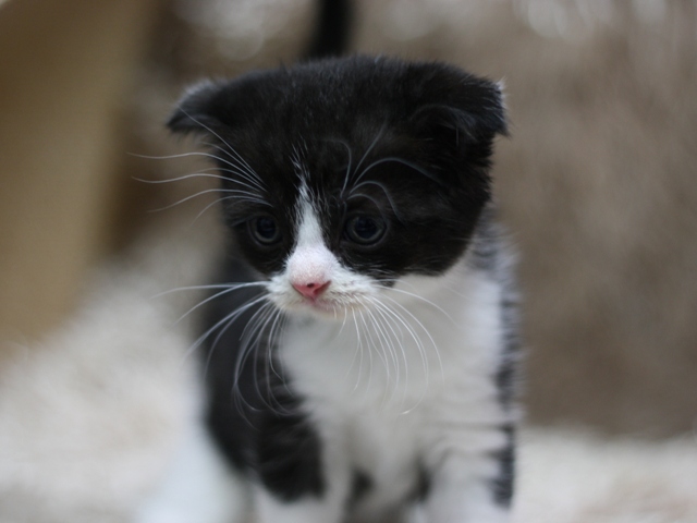 スコティッシュフォールドの子猫画像